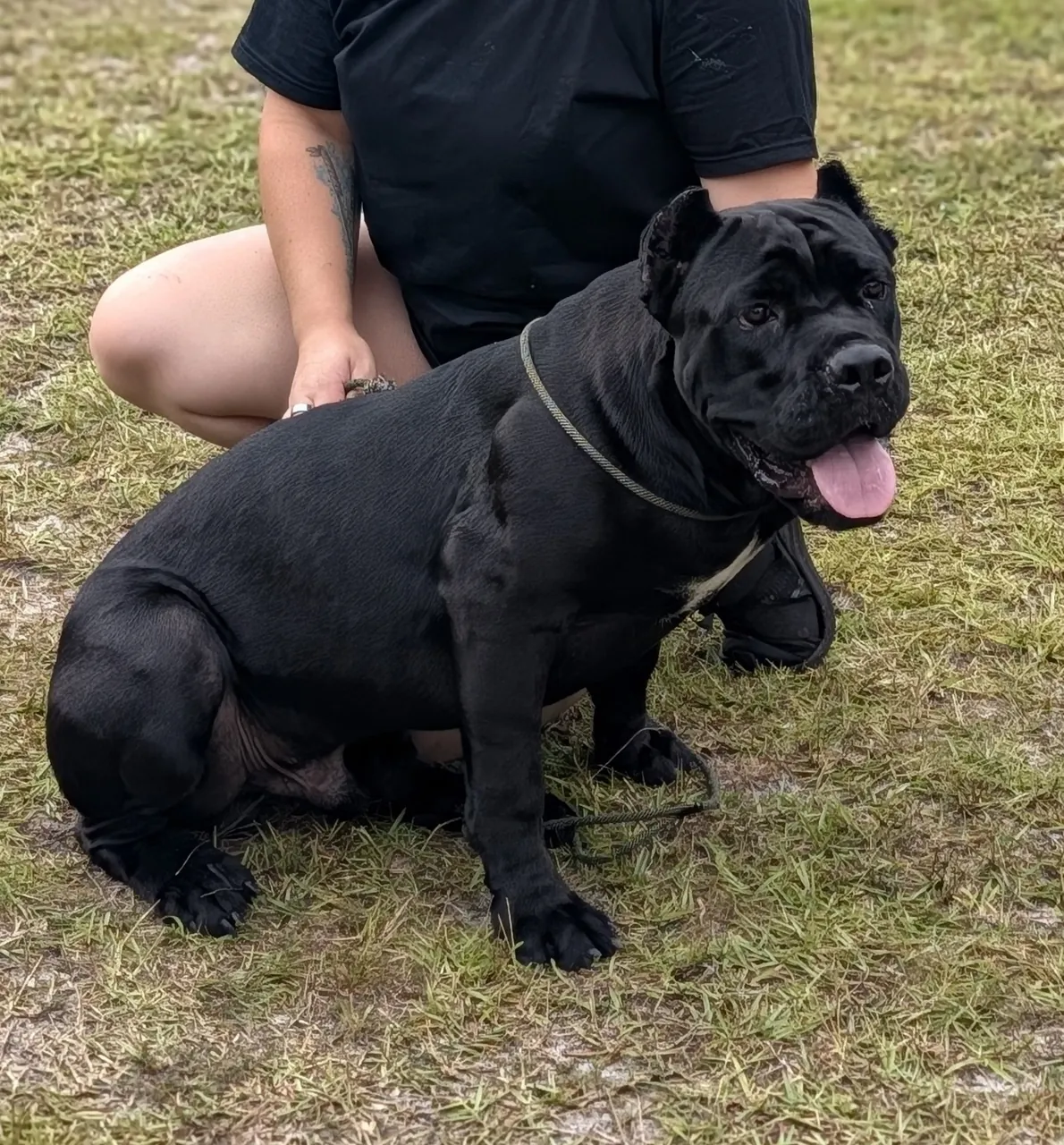 Atlas, our black male, sitting on the grass