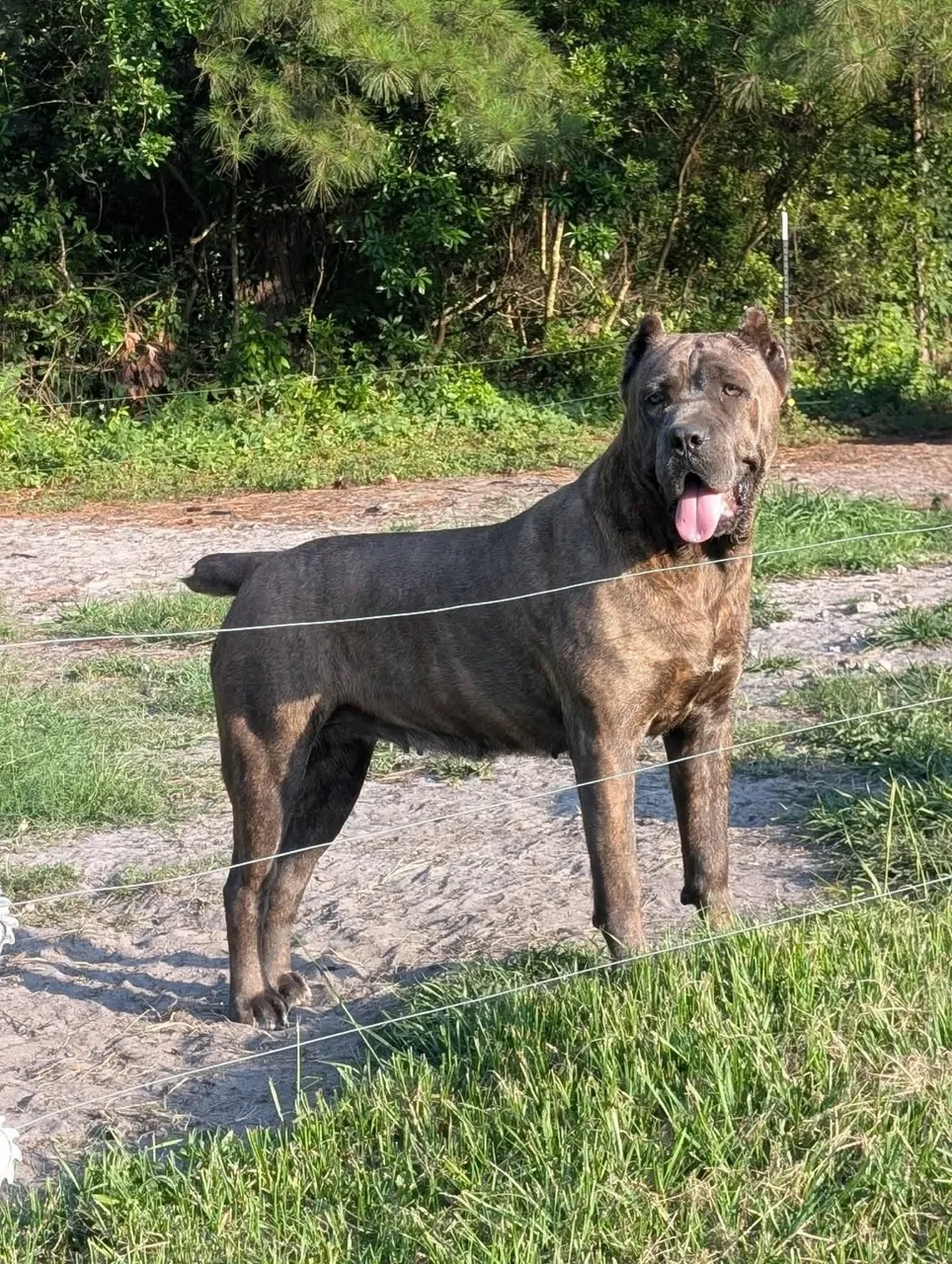 Calliope, our gray-brindle female, standing broadside outdoors