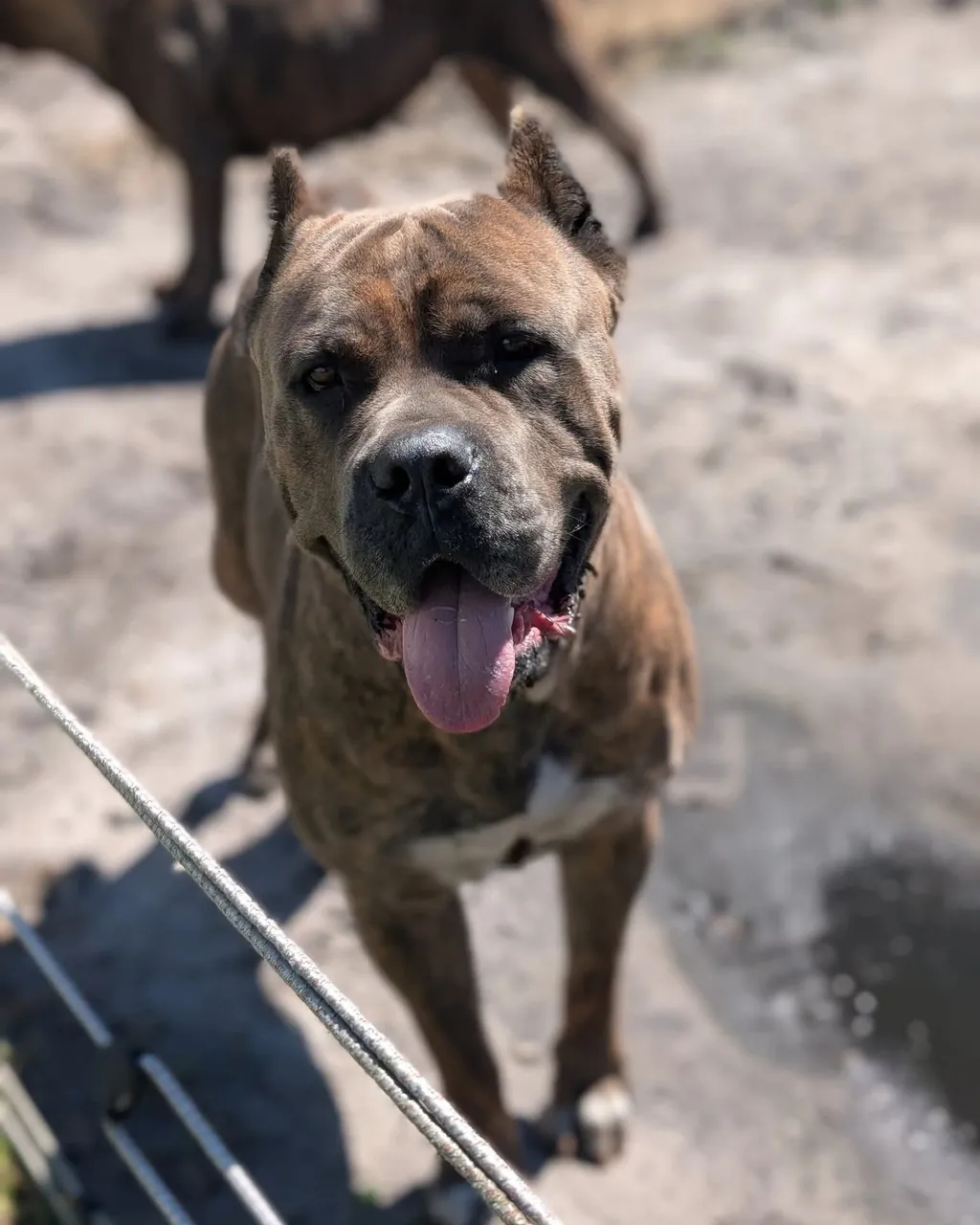 Chaos · Warriors of Valhalla Cane Corso