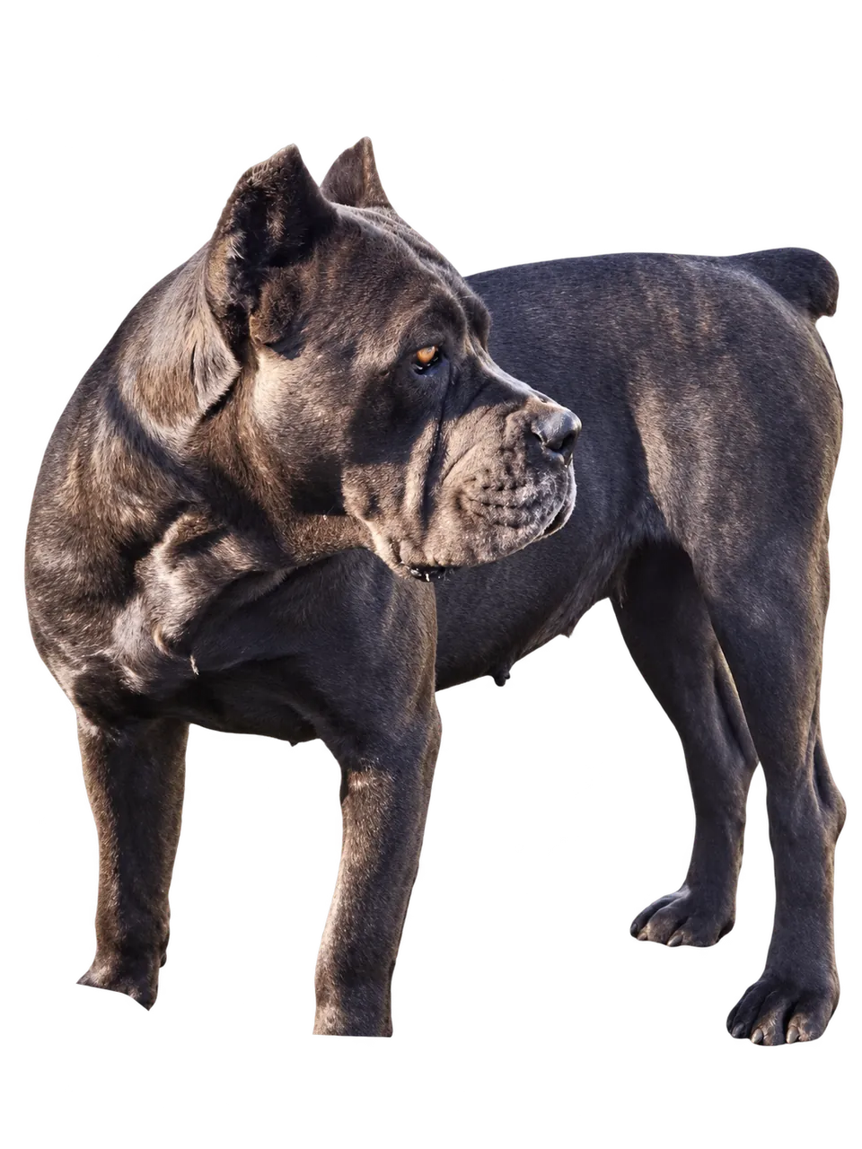 Gaia, our gray female, isolated from her original photograph