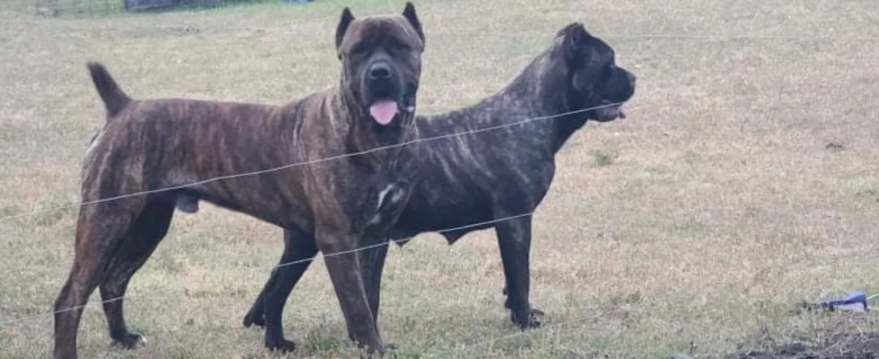 Kratos on the left and Kronika on the right
