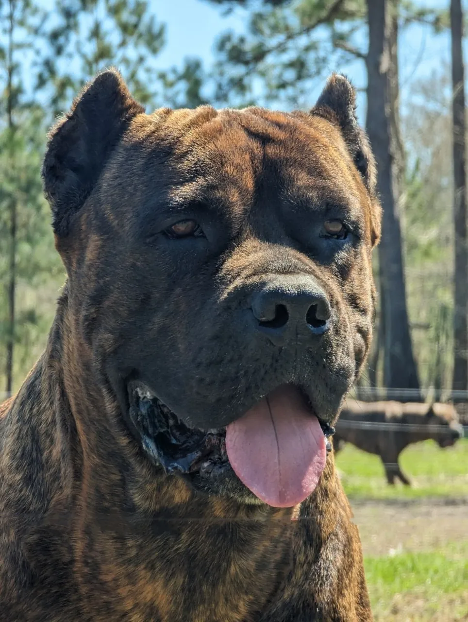 Kratos · Warriors of Valhalla Cane Corso