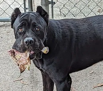 Kronos · Warriors of Valhalla Cane Corso