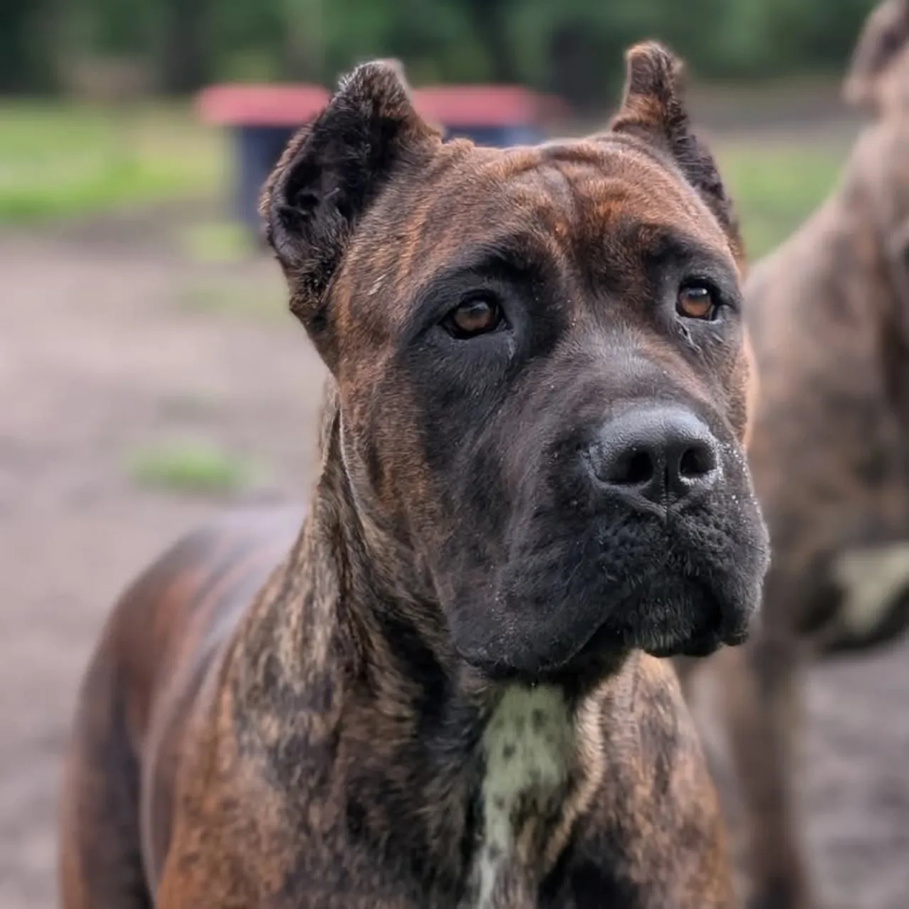 Close-up portrait of Malice with brindle markings and a dark muzzle