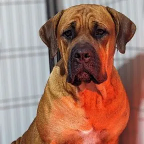Medusa · Warriors of Valhalla Cane Corso