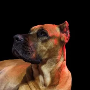 Minerva · Warriors of Valhalla Cane Corso