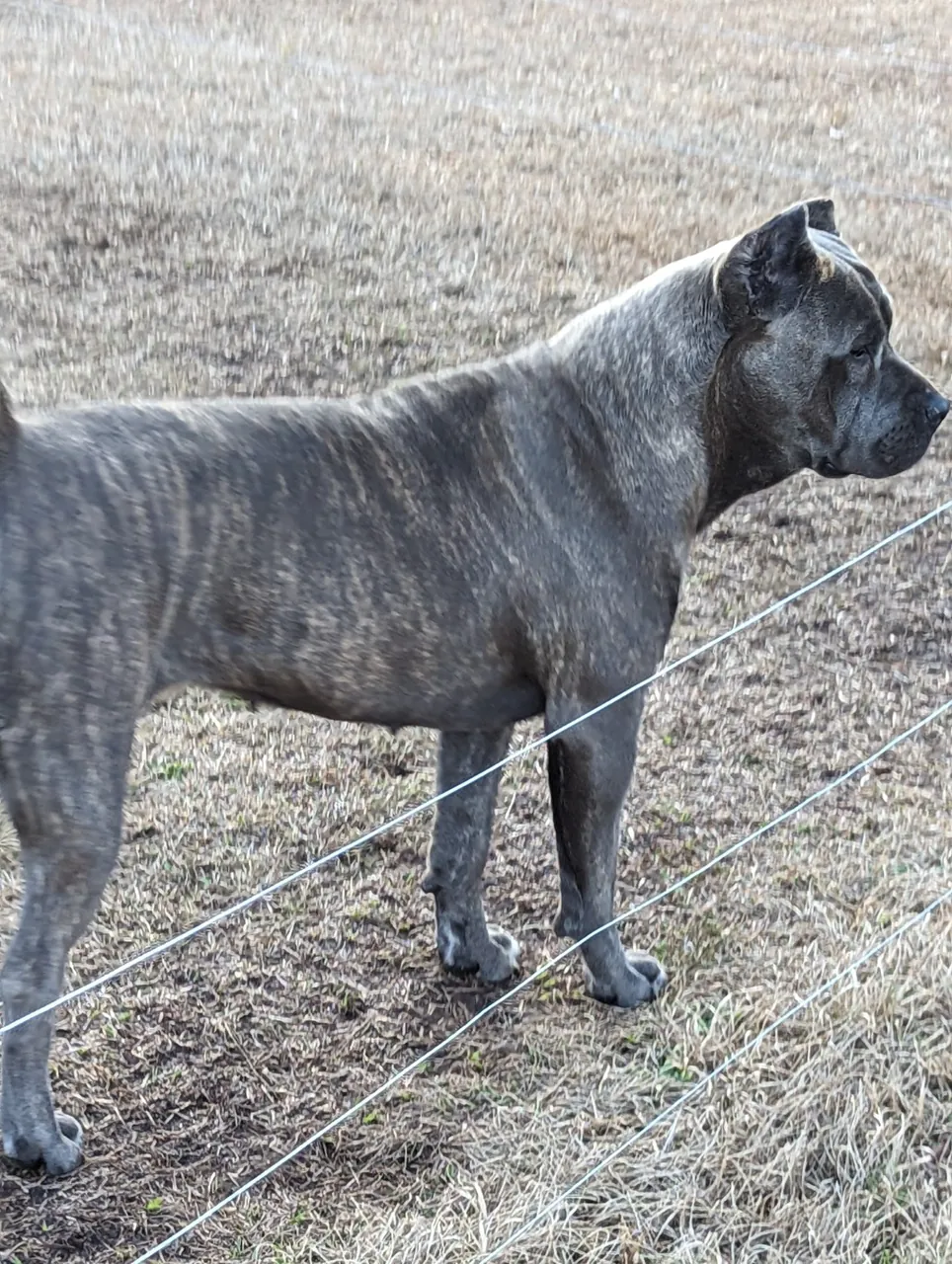 Valkyrie · Warriors of Valhalla Cane Corso