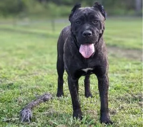 Vendetta · Warriors of Valhalla Cane Corso