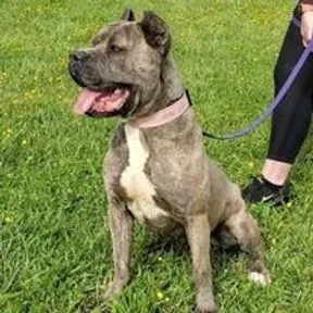 Yara · Warriors of Valhalla Cane Corso